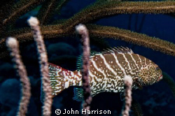 grouper by John Harrison 